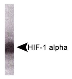 HIF-1 alpha Antibody (HA111) - BSA Free, Novus Biologicals 0.1 mL | Buy Online | Novus Biologicals | Fisher Scientific